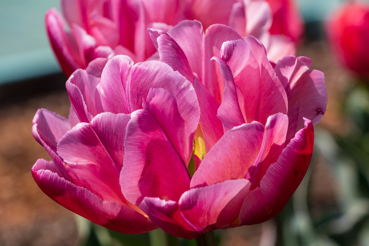 tulips, pink tulips, pink flowers-7939536.jpg